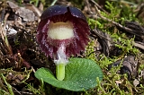 Corybas diemenicus Veined Helmut-orchid3